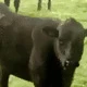 Master_Moo_Cow