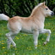PonyBox