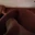 Fatassforbbc