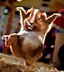 cosifumi
