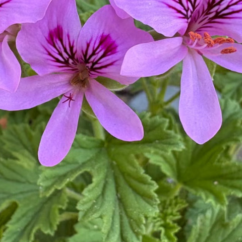 geraniumflower