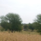 Ejazkhattak