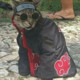 Pirunga
