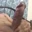 Gulabatu_12