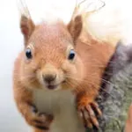 SquirrelX