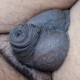 mydicksmallest