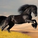 WildStallion9M