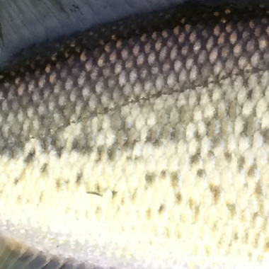 Micropterus