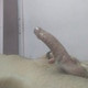 Ravi_Hard_dick