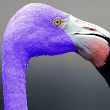 PurpleFlamingo_2000