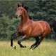 Praveen323436