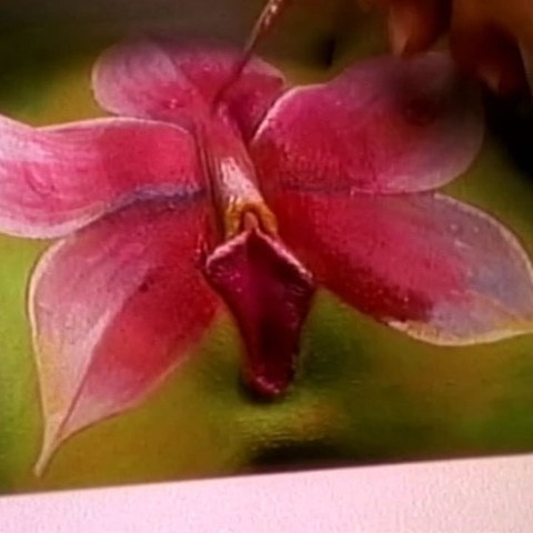 Rosa_Schmetterling
