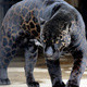 Blackcheetah