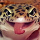 maskedgecko