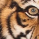 devioustiger