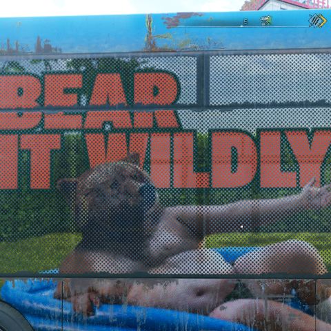 BearItWildly