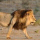 lionema83