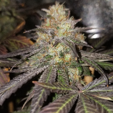 SATX-STUD420