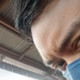 Shahlorenzo