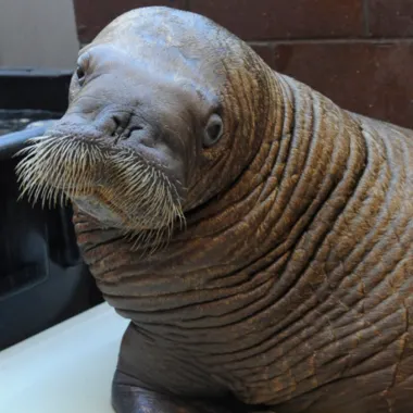 realwalrus