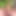 Long-Foreskin