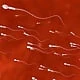 horneybeasty