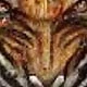 tigerfier