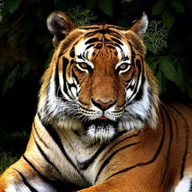 Leonkurea