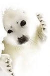 Xhamster profile picture for @granada