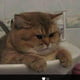 pipmcrae