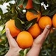 HoneyOranges