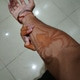 Desipriya0028