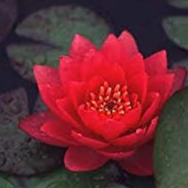 unpetitelotusrouge