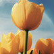CaringService1