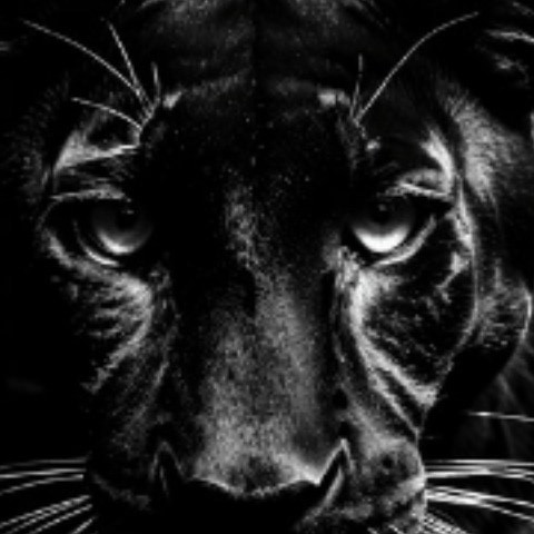 Black_pantherx