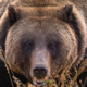 Uru_Bear