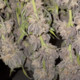 Bigbudda60