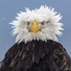 TremendousComfort1