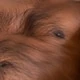 Hairy_indian