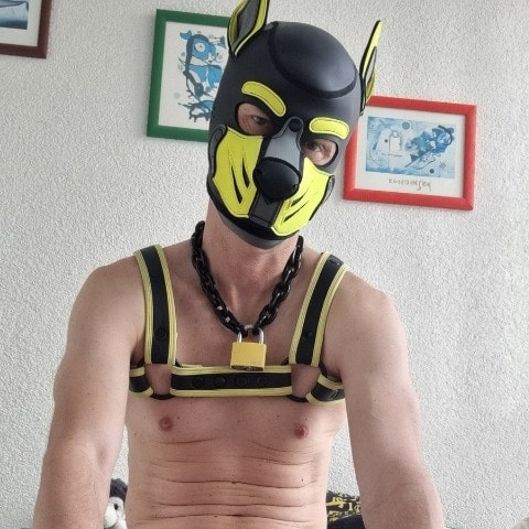 puppy_tomik