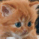 Bonmoy