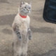 Pasha66611