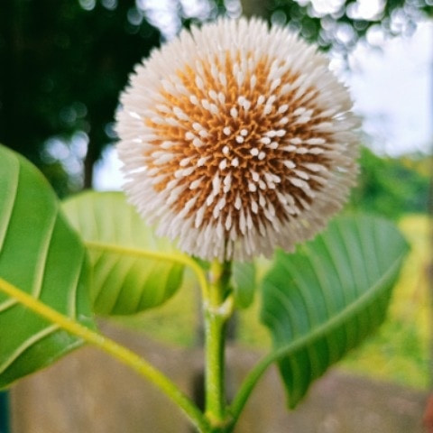 dinaroufmd
