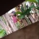Kerala_boy26