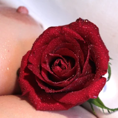 Spanish_Rose