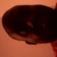 Spencec182