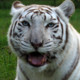 White_Tigress