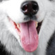butterdog72