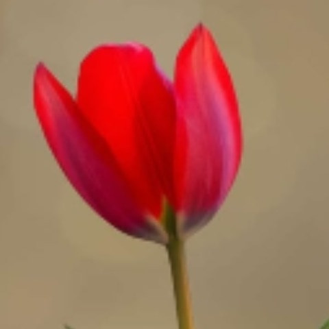 Champajaan