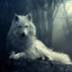 The_White_Wolf